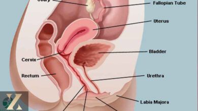 اندام تناسلی زنانه