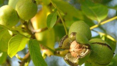 کوددهی درختان گردو